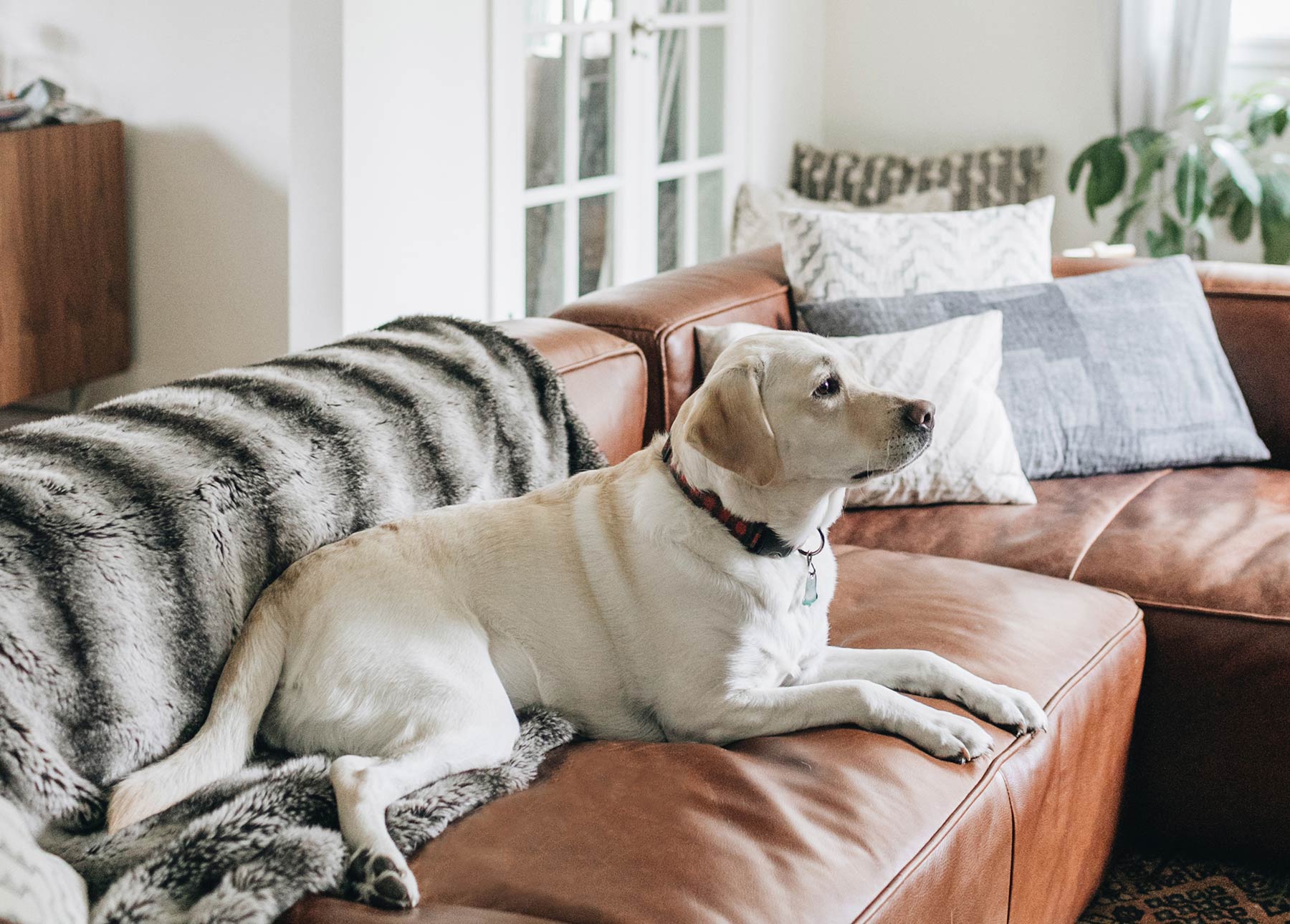 Leather Couch with Dogs | Articulate