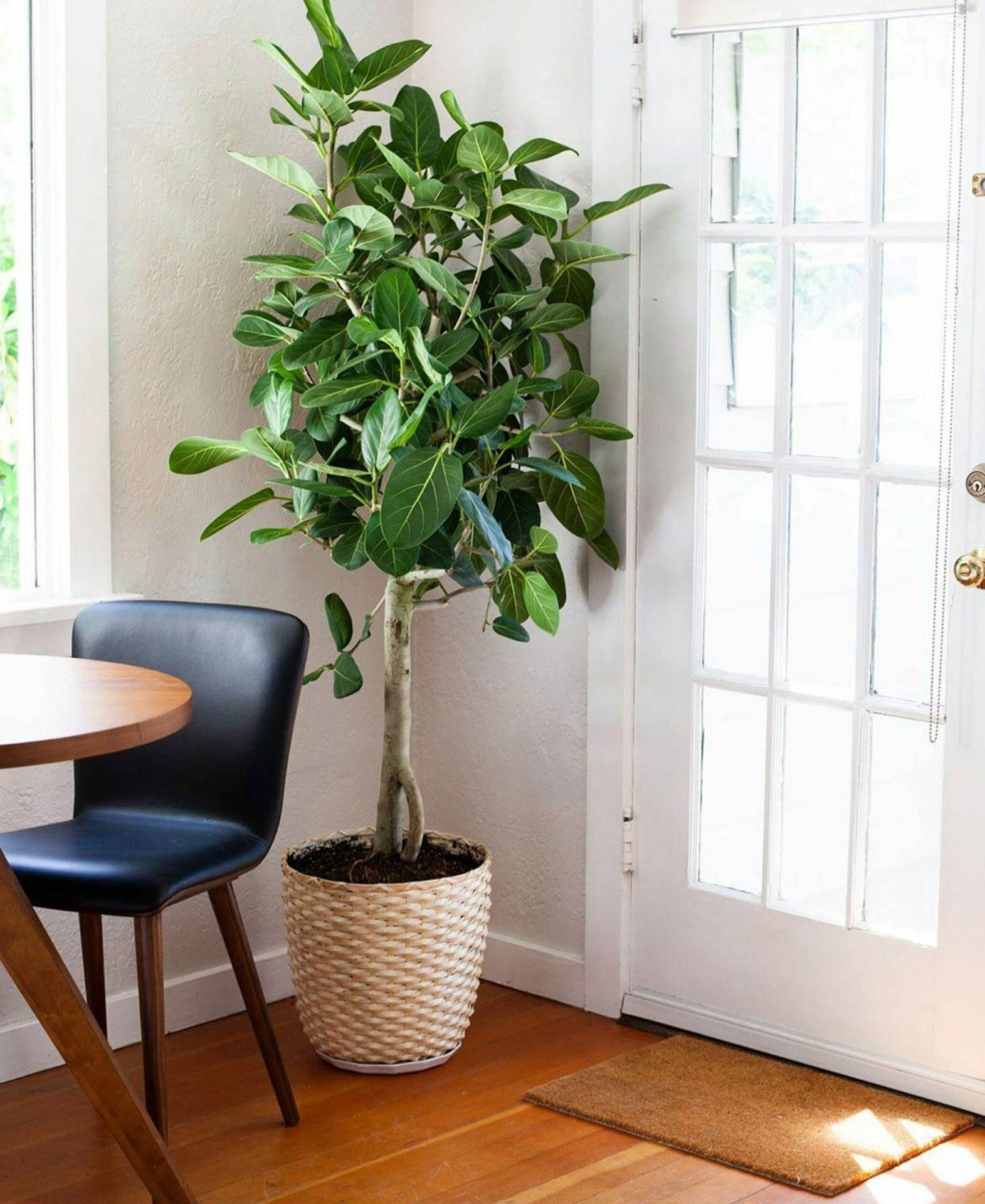 Corner of a room with a plant and Article's black Sede leather dining chair from @rootplants
