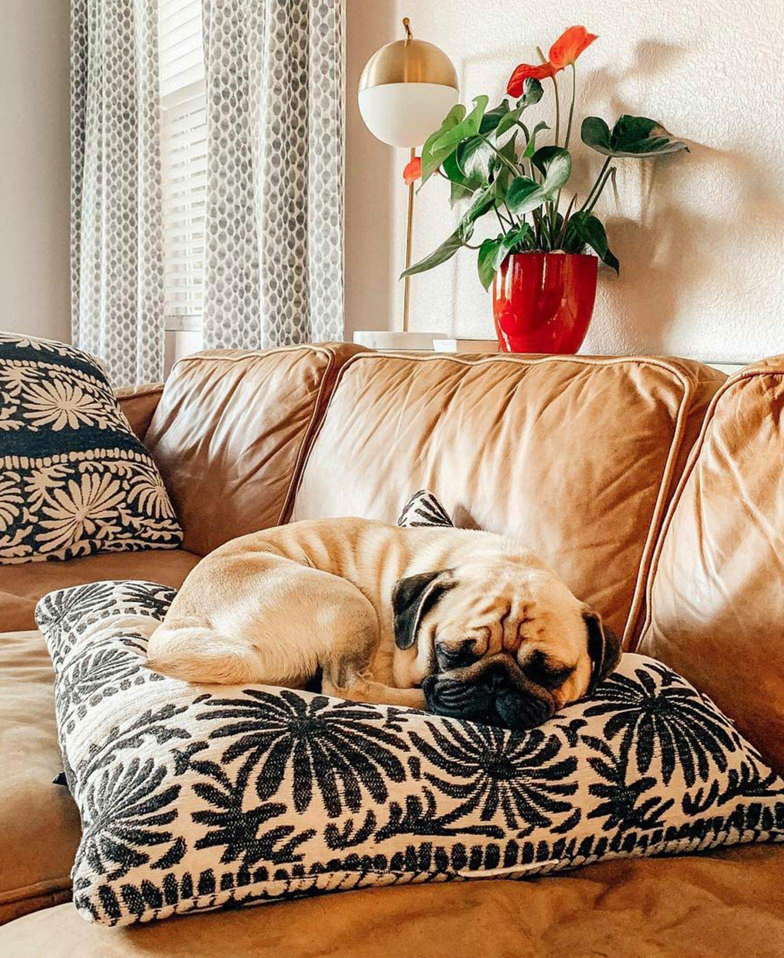 Pug dog relaxes on an Article leather sofa from @teeshirtbabe