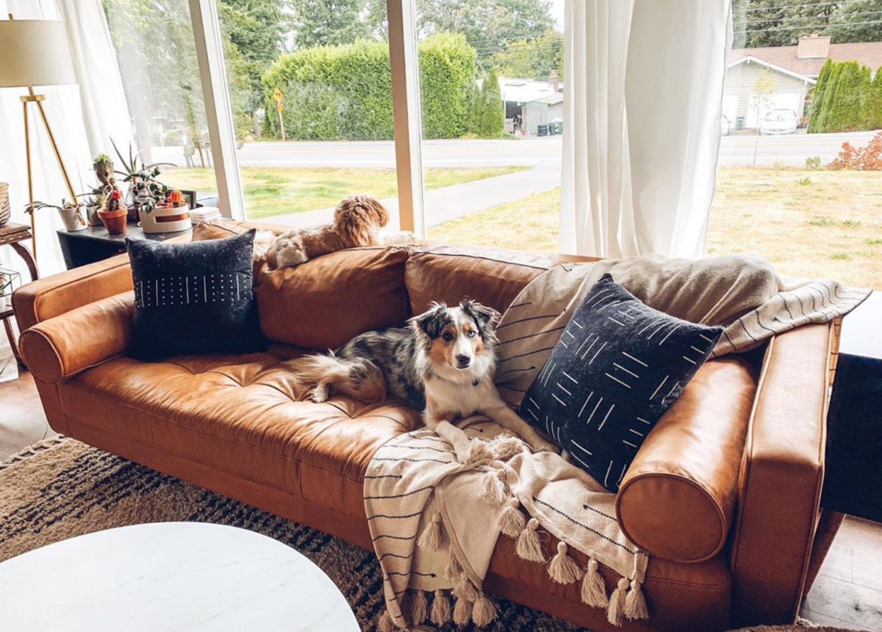 A tan leather sofa with lack pillows sits in a rancher-style hours. Two dogs are taking up the prime spots.
